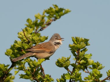 Birding & Science Officer