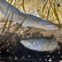 Yellow Eels