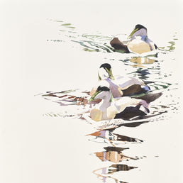Eider drakes and reflections on mirror-like sea