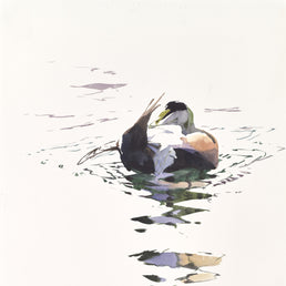 Preening drake Eider and reflections