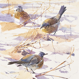 Fieldfare feeding among frozen fields