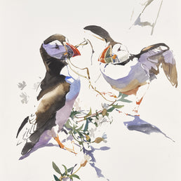 Puffin pair exchanging nesting material