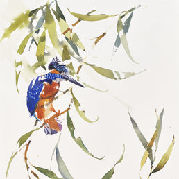 Male Kingfisher balancing among windy Willow