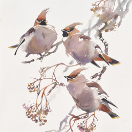 Waxwing trio and Rowan berries