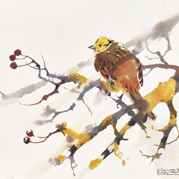 Male Yellowhammer study among Hawthorn