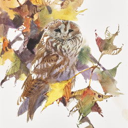 Tawny Owl resting among Sycamore colours