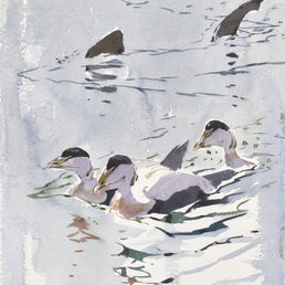 Eider Drakes and passing Basking Shark