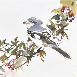 Steppe-Grey Shrike study, Dunbar SOLD