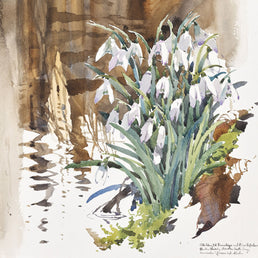 Snowdrops by the burn SOLD