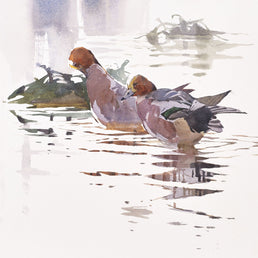 Preening Wigeon pair and reflections