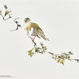 Singing Willow Warbler on Hawthorn