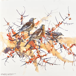 Fieldfare trio among Sea Buckthorn, Gullane.