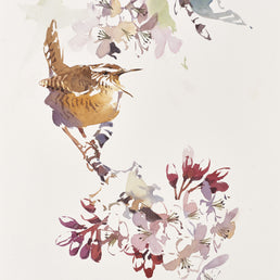 Singing Wren and Apple blossom