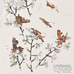 Comma butterfly studies on Blackthorn blossom