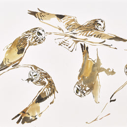 Hunting Short-Eared Owl studies