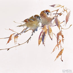 Tree Sparrow pair, early morning