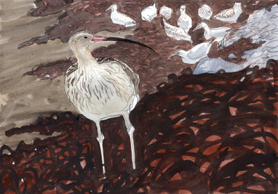 Curlew