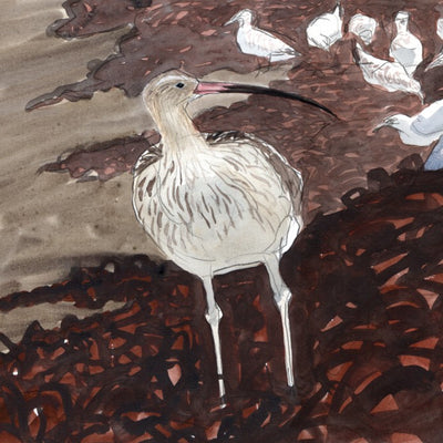Curlew
