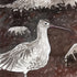 Curlew Pair
