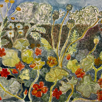 Amisfield Nasturtiums