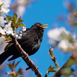 Bird ID walk (course of 4): April/May 2026
