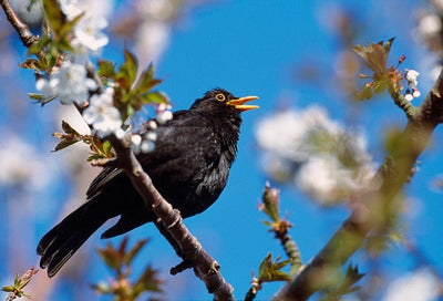 Bird ID walk: Kinneil 26Jul26