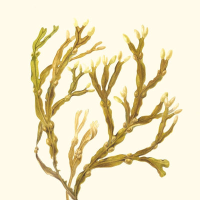Bladder Wrack