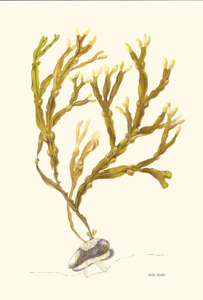 Bladder Wrack