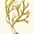 Bladder Wrack