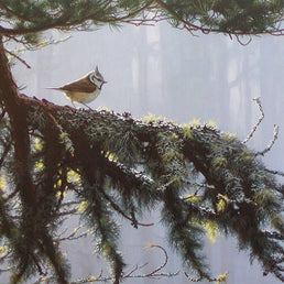 SOC and Chris Rose Crested Tit print