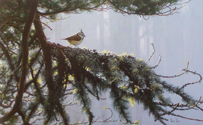 SOC and Chris Rose Crested Tit print