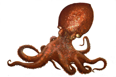 Curious Curled Octopus, Loch Melfort