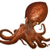 Curious Curled Octopus, Loch Melfort