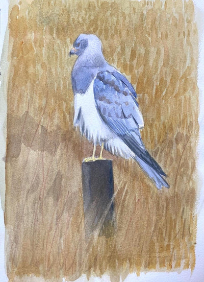 Male Hen Harrier