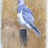 Male Hen Harrier