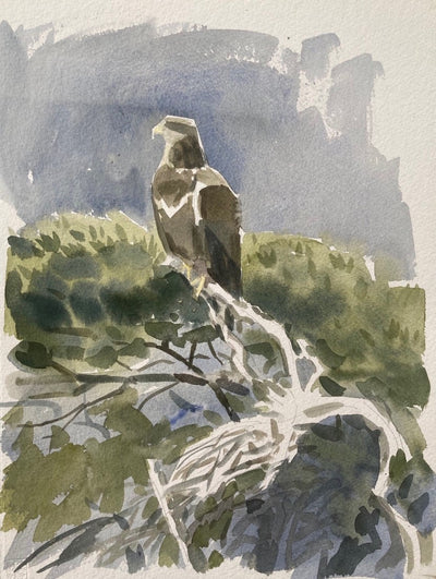 Young White-tailed Eagle