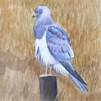 Male Hen Harrier