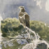 Young White-tailed Eagle