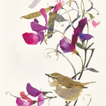 Chiffchaff and Sweet Peas