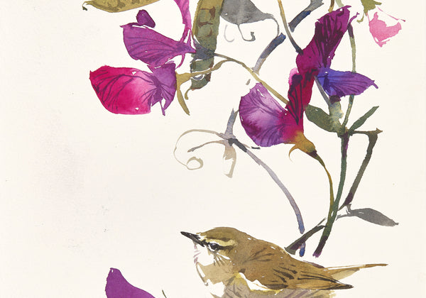 Chiffchaff and Sweet Peas