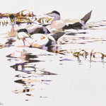 Eider Drake Trio and Reflections among Wrack