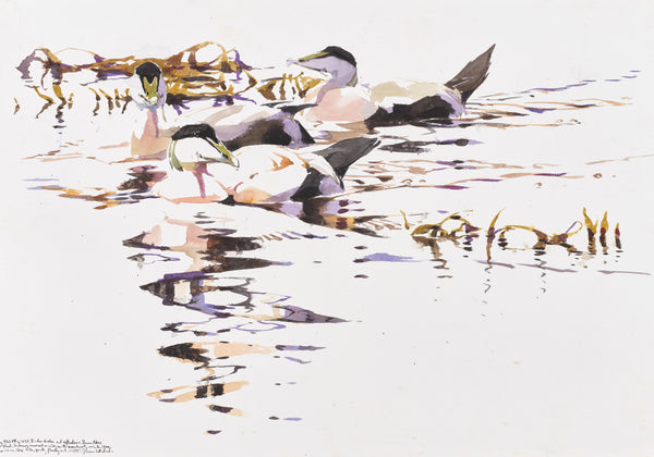 Eider Drake Trio and Reflections among Wrack