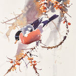 Male Bullfinch and Sea Buckthorn Berries