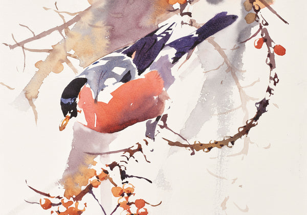 Male Bullfinch and Sea Buckthorn Berries