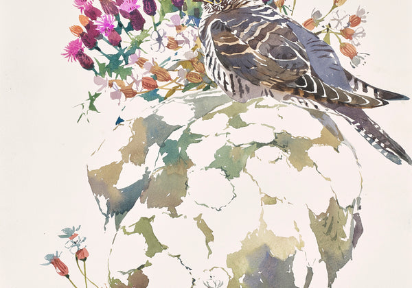 Young Cuckoo Among Coastal Colours