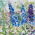 Delphinium Blue