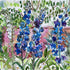 Delphiniums and Foxgloves