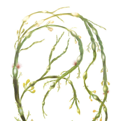 Egg Wrack