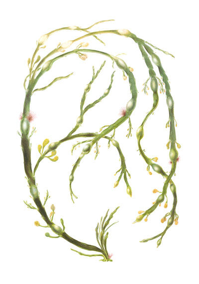 Egg Wrack