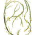 Egg Wrack